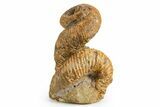 Fossil Heteromorph (Nostoceras) Ammonite - Madagascar #303317-1